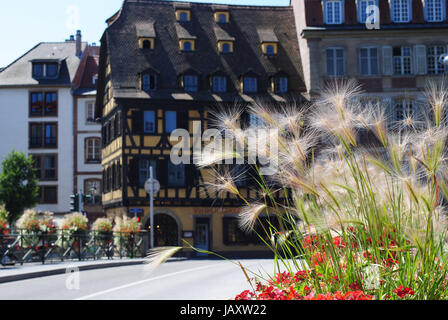 Fiori sul ciglio della strada nel centro di Strasburgo Foto Stock