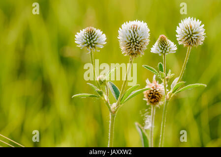 Trifolium repens o trifoglio bianco, noto anche come trifoglio Olandese, Trifoglio di Ladino o Ladino, nel prato vicino al fiume Dnieper a Kiev, Ucraina, und Foto Stock