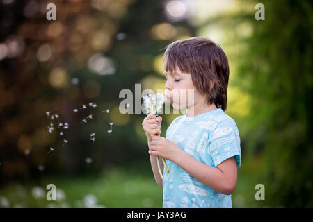 Il bambino si diverte, soffiando il tarassaco. Infanzia felicità concetto, ragazzo giocando con il tarassaco Foto Stock