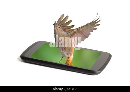 Close up di un telefono intelligente schermo vivo con un uccello che sta volando da essa isolato su bianco Foto Stock