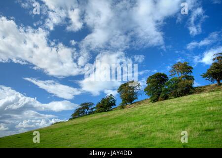 Fila di alberi su Meon colle nei pressi del villaggio Costwold di mickleton, Chipping Campden, Gloucestershire, Inghilterra. Foto Stock