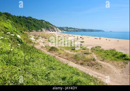 Piuttosto selvatico fiori su Slapton Sands in primavera, Devon, Inghilterra. Foto Stock