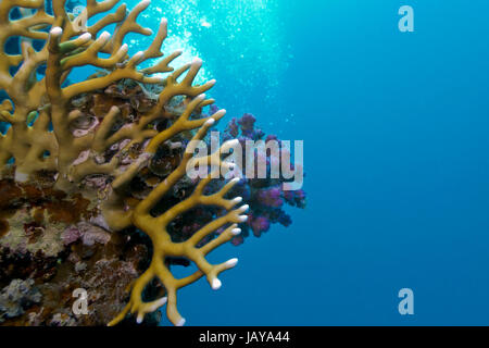 Coral reef con coralli duri sul fondo del mare rosso Foto Stock