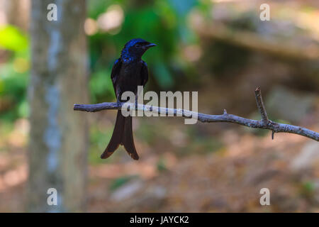 Drongo nero, Dicrurus Macrocercus, bellissimo uccello in foresta Foto Stock