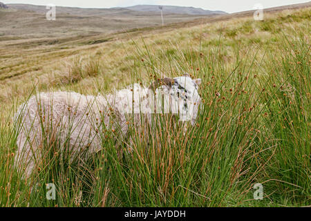 Highland pecore nascondersi dietro a Erba Foto Stock