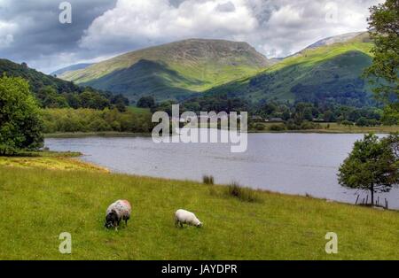 Pecora che pascola sulle rive di Grasmere, nel distretto del lago, Cumbria, Inghilterra. Foto Stock