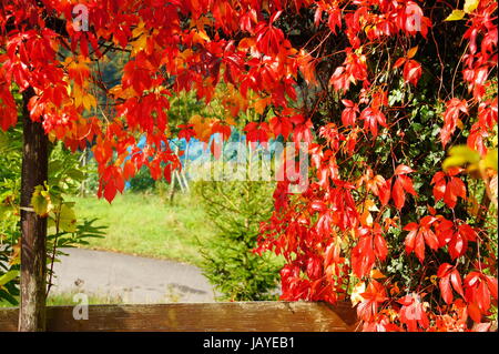 Leuchtend rotes Laub des Wilden Weins im Herbst Foto Stock