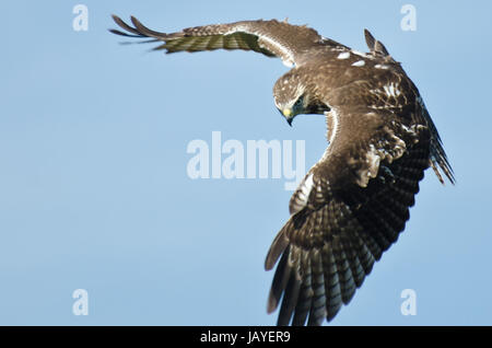 Immaturo Red Tailed Hawk sulla caccia Foto Stock