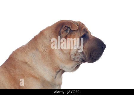 Bella Shar Pei cane di razza isolato su uno sfondo bianco Foto Stock