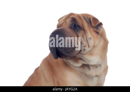 Bella Shar Pei cane di razza isolato su uno sfondo bianco Foto Stock