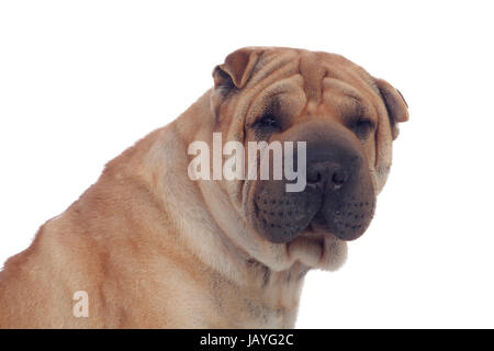 Bella Shar Pei cane di razza isolato su uno sfondo bianco Foto Stock