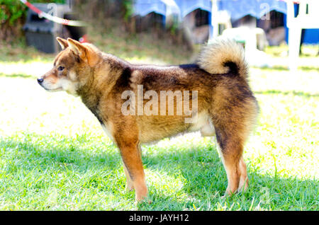 Una vista di profilo di una giovane bella fulvo, sesamo brown Shiba Inu cucciolo di cane in piedi sul prato. Giapponese Shiba Inu cani sono simili ad Akita cani solo più piccoli e il loro aspetto è come una volpe. Foto Stock