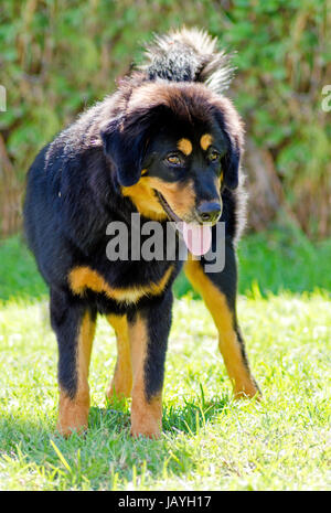 Un giovane, bella, nero e marrone - oro Tibetan Mastiff cucciolo di cane in piedi sul prato. Fare Khyi cani sono noti per essere coraggiosi, premuroso e calma. Foto Stock