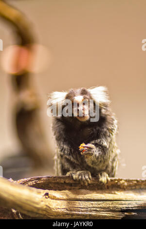 Un minuscolo marmoset comune è di avere qualcosa da mangiare in un ramo. Sembra quasi come se si trattasse di offrire alcuni di voi. Foto Stock