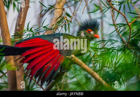 La Guinea's Turaco noto anche come verde's Turaco - Tauraco persa Foto Stock