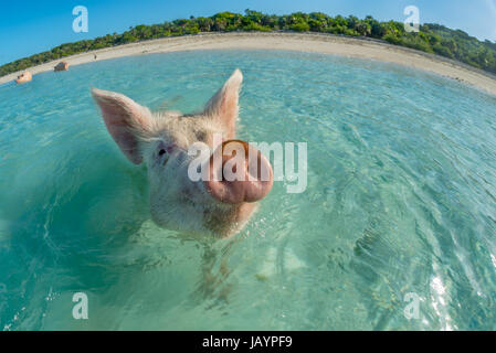 Contenti di nuoto rosa suino nel mare turchese. Bahamas, Dicembre Foto Stock