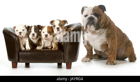 Cucciolata di cuccioli - Bulldog inglese cuccioli seduto accanto a loro madre - 8 settimane Foto Stock