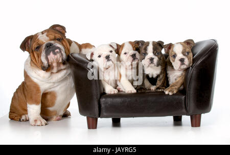 Famiglia di cane - Bulldog inglese padre seduto accanto a cucciolata di quattro cuccioli seduti sul divano isolati su sfondo bianco Foto Stock