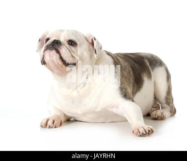 Bulldog inglese ritratto femminile - 4 anno vecchio maschio Foto Stock