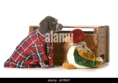 Cane da caccia - tedesco shorthaired puntatore indossando plaid shirt seduto accanto a d' anitra isolati su sfondo bianco - 7 settimane Foto Stock