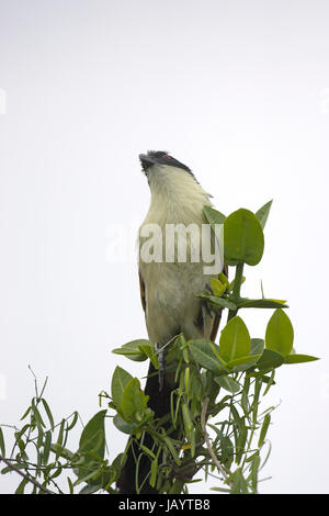 La Burchell coucal Centropus burchelli St Lucia Wetland Park South Africa Foto Stock