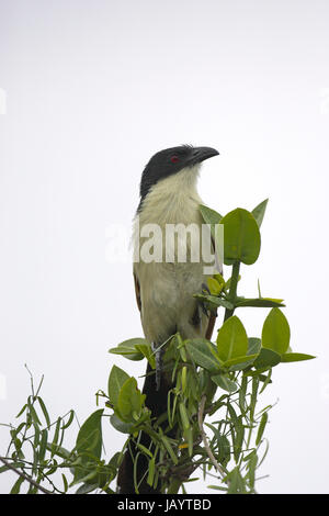 La Burchell coucal Centropus burchelli St Lucia Wetland Park South Africa Foto Stock