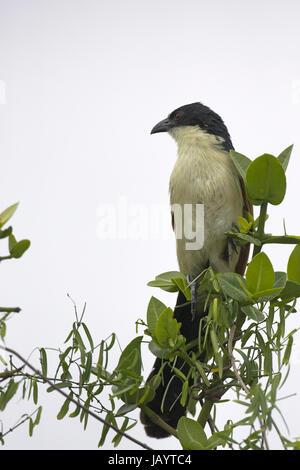 La Burchell coucal Centropus burchelli St Lucia Wetland Park South Africa Foto Stock