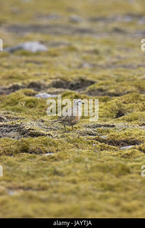 Piviere tortolino Charadrius morinellus maschio divieto Carn Mor Scozia Scotland Foto Stock