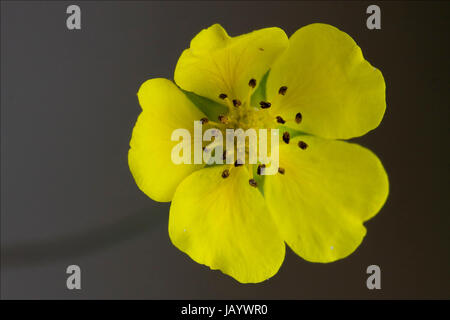 Macro close up di un giallo geum urbanum rosacee leguminose in uno sfondo grigio Foto Stock