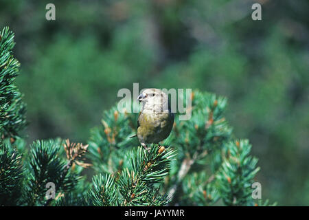 Scottish crossbill Loxia scotica femmina sulla parte superiore di pino silvestre Pinus sylvestris Scotland Regno Unito Foto Stock