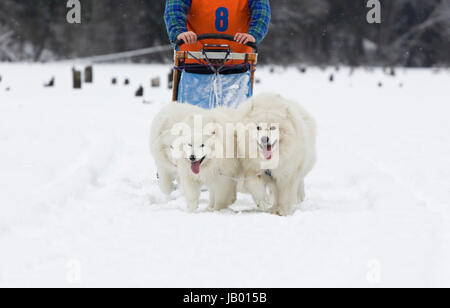 Due cani Samoiedo - slitta trainata da cani Foto Stock