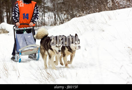 Sled Dog Race alaskan malamute Foto Stock