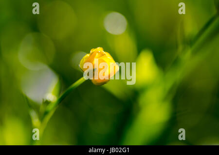 Kingcup, Marsh Calendula (Caltha palustris) extreme macro focus sul fiore giallo Testa, fondale profondo di profondità, sfondi verde Foto Stock