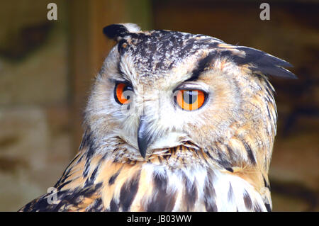 Il Bengala (o) Indiano Gufo Reale - Bubo bengalensis Foto Stock