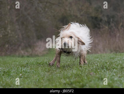 Cane fangoso Foto Stock