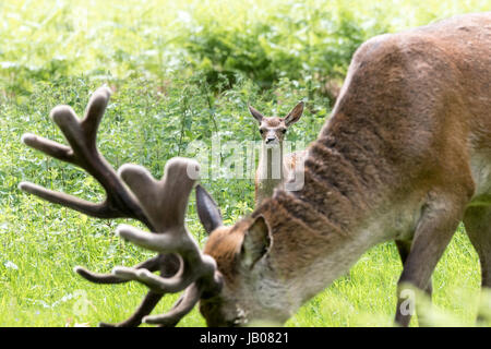 Bushy Park, West London, 8 giugno 2017. Un Red Deer Fawn timidamente esplora il suo nuovo ambiente in una giornata ventosa a Bushy Park, West London. Il forte vento ha aiutato a rompere le nuvole, consentendo ad alcuni brevi sunny incantesimi. Credito: Pietro Brydon/Alamy Live News Foto Stock