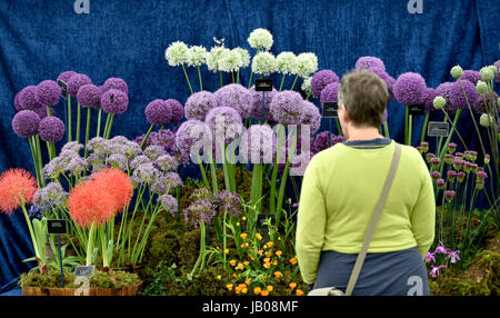 Southampton Sussex, Regno Unito. 8 Giugno, 2017. Un bellissimo display di Allium fiori a sud dell'Inghilterra Show tenutosi a Southampton Showground nel Sussex . Il sud dell'Inghilterra Società Agricola celebra il suo cinquantesimo anniversario di quest'anno mostrando i migliori di agricoltura, orticoltura e la campagna nel sud dell'Inghilterra. Credito: Simon Dack/Alamy Live News Foto Stock