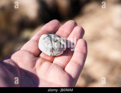 Ricci di mare o mare guscio di patate (Erchinocardium cordatum) in una mano, Nordland, Norvegia Foto Stock