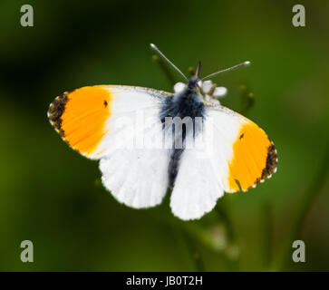 Farfalla arancione ali a punta anthocharis cardamines Foto Stock