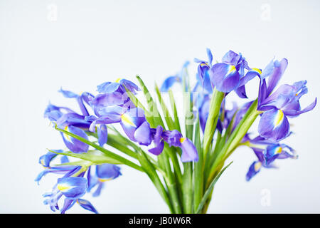 Bouquet luminoso di iridi di fresco Foto Stock