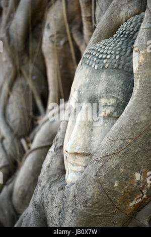 Testa di Buddha circondato da radici in Ayutthaya Foto Stock