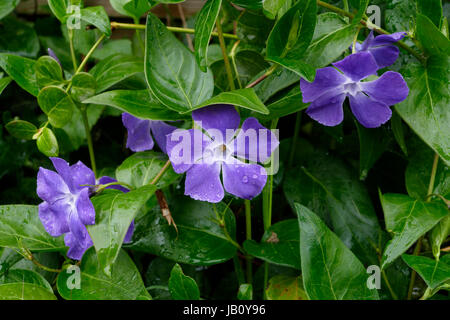 Fiore di pervinca (Vinca major) in fiore in un giardino a molla (Suzanne's orto, Le Pas, Mayenne, Francia). Foto Stock