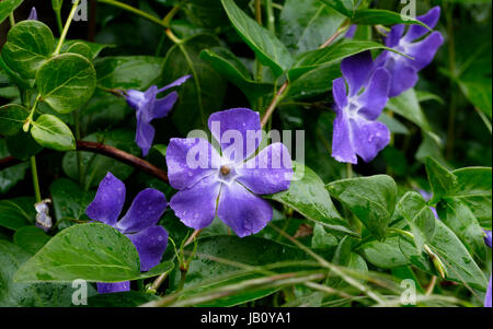 Fiore di pervinca (Vinca major) in fiore in un giardino a molla (Suzanne's orto, Le Pas, Mayenne, Francia). Foto Stock