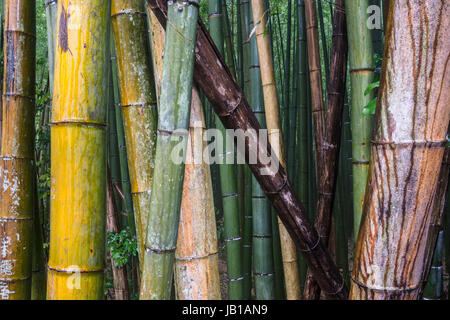 Foresta di bambù di Arashiyama, Kyoto, Honshu, Giappone Foto Stock