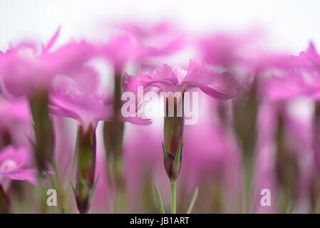 Il legno di rosa (Dianthus sylvestris), fiori, Renania settentrionale-Vestfalia, Germania Foto Stock