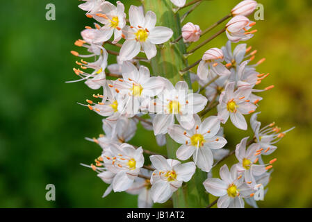 Coda di volpe lily (Eremurus robustus), particolare della infiorescenza, Nord Reno-Westfalia, Germania Foto Stock