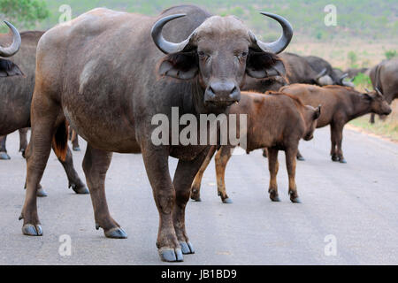 Bufali africani o bufali del capo (Syncerus caffer), mandria attraversare una strada asfaltata, il Parco Nazionale Kruger, Sud Africa Foto Stock