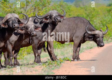 Bufali africani (Syncerus caffer) in piedi in fila dal lato della strada pavimentata con uno rosso-fatturati oxpecker (Buphagus Foto Stock
