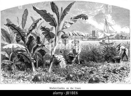 Incisione di un giardino di mercato sulla costa del basso Mississippi scansionati ad alta risoluzione da un libro stampato nel 1872. Ritiene copyright free. Foto Stock