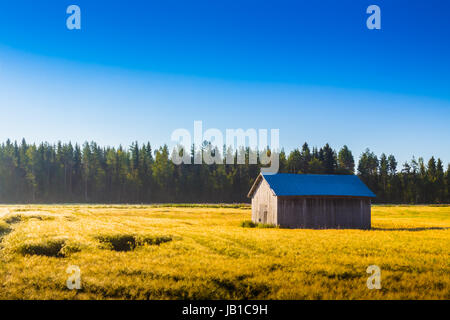 Il sole di mattina getta ombre lunghe in autunno i campi nel nord della Finlandia. Foto Stock